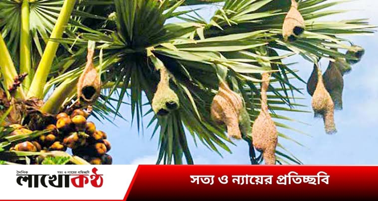 কুষ্টিয়াতে বিলুপ্তির পথে বাবুই পাখির ‘কাঁচা ঘর খাসা’