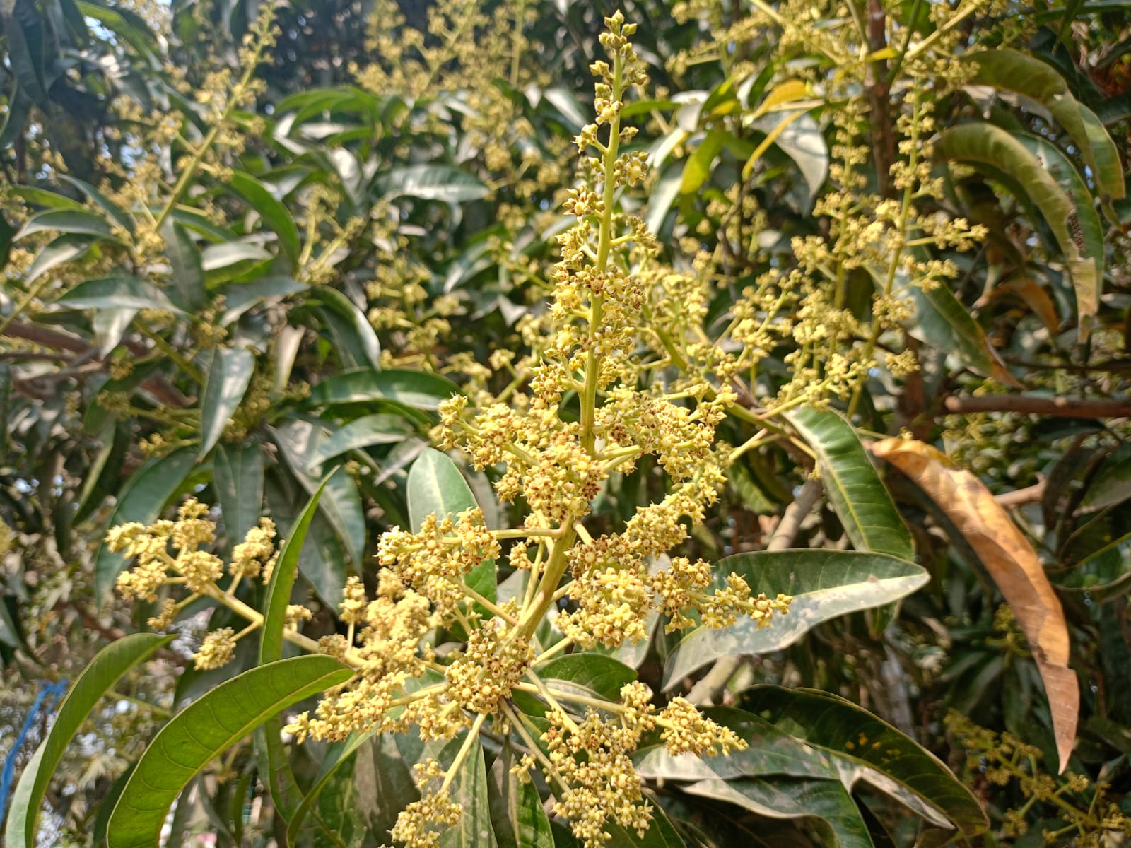কুষ্টিয়ায় গাছে গাছে আমের মুকুল, ছড়াচ্ছে পাগল করা ঘ্রাণ!