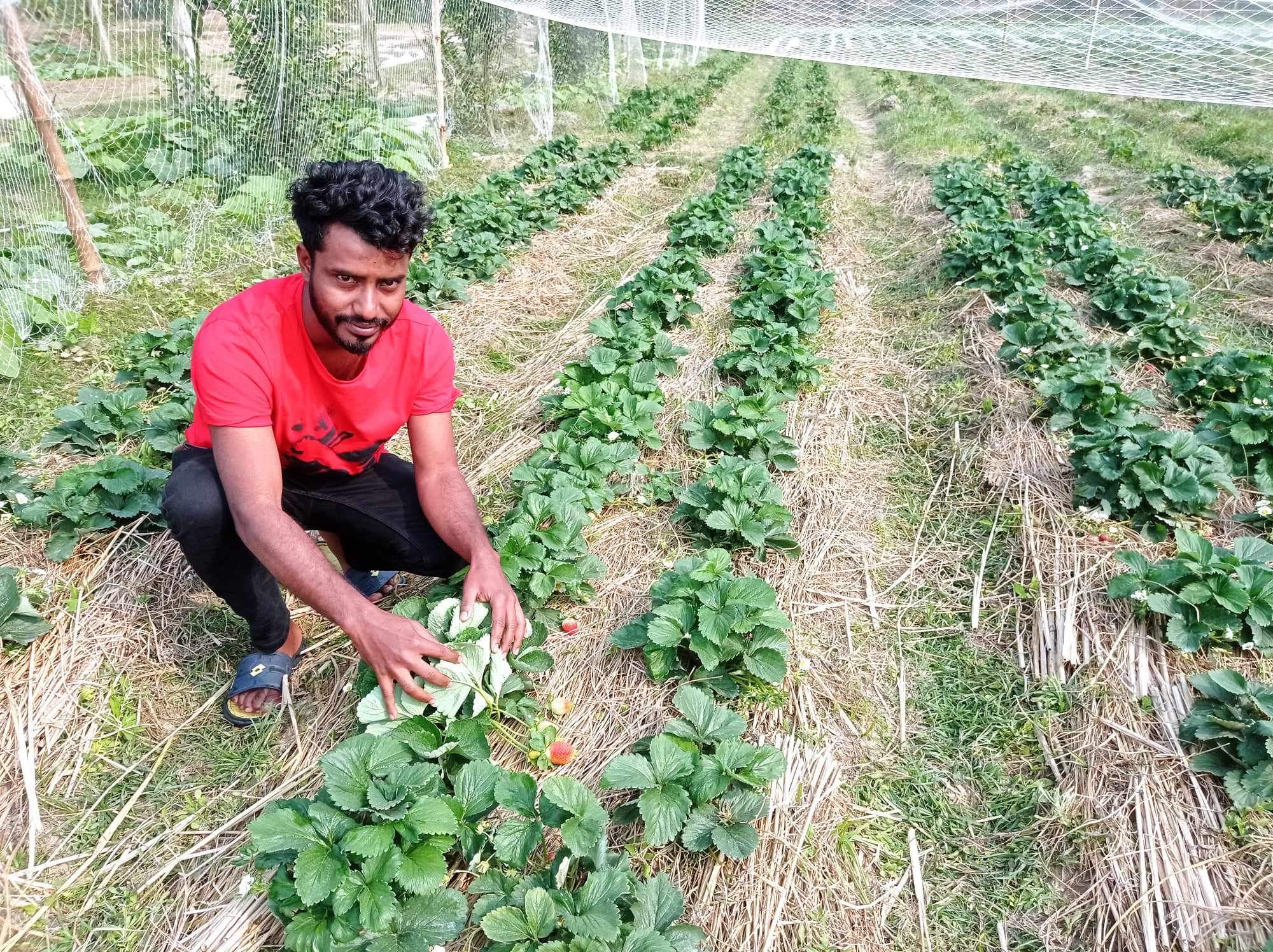 স্ট্রবেরি চাষে তপুর সাফল্য