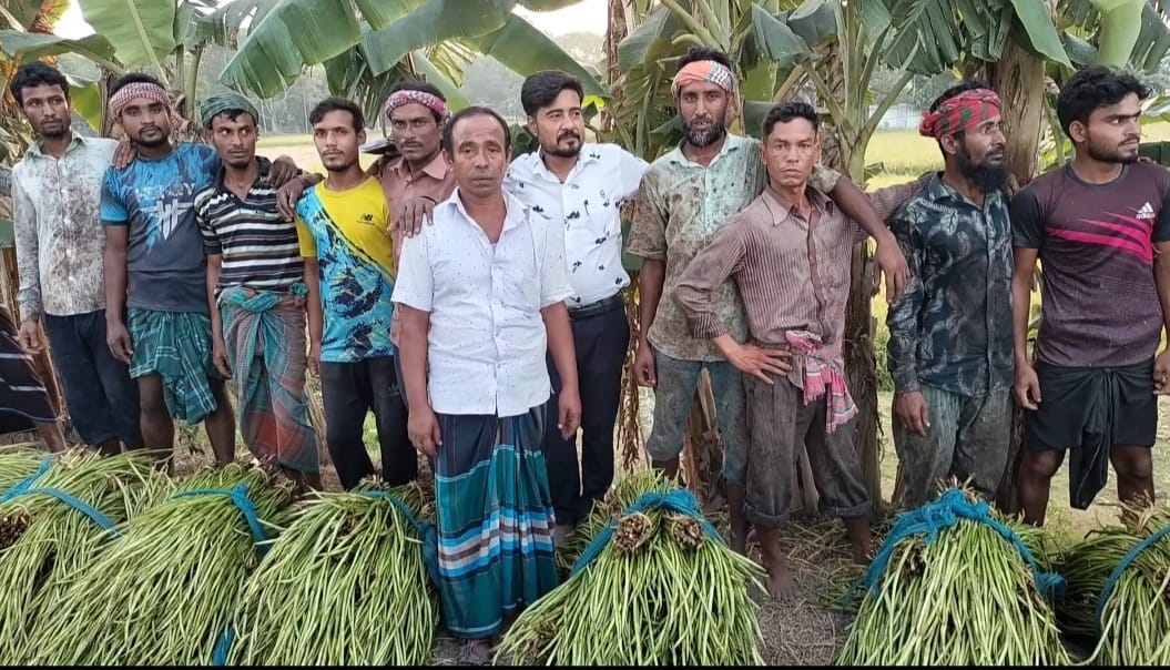 নেত্রকোণার পূর্বধলায় অধিক মুনাফার কচুর বাণিজ্যিক চাষাবাদ শুরু