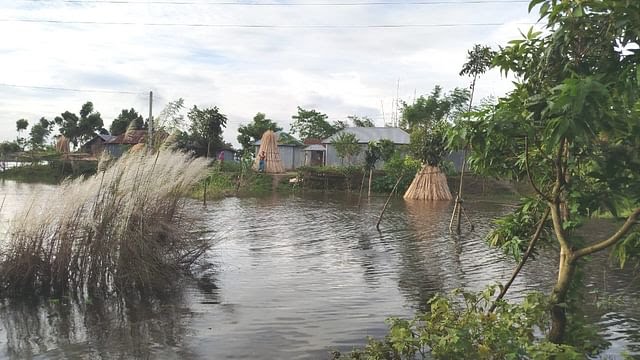 কুষ্টিয়ায় পদ্মার পানিতে বন্দি ৩৪ গ্রামের মানুষ, ফসলের ব্যাপক ক্ষয়ক্ষতি