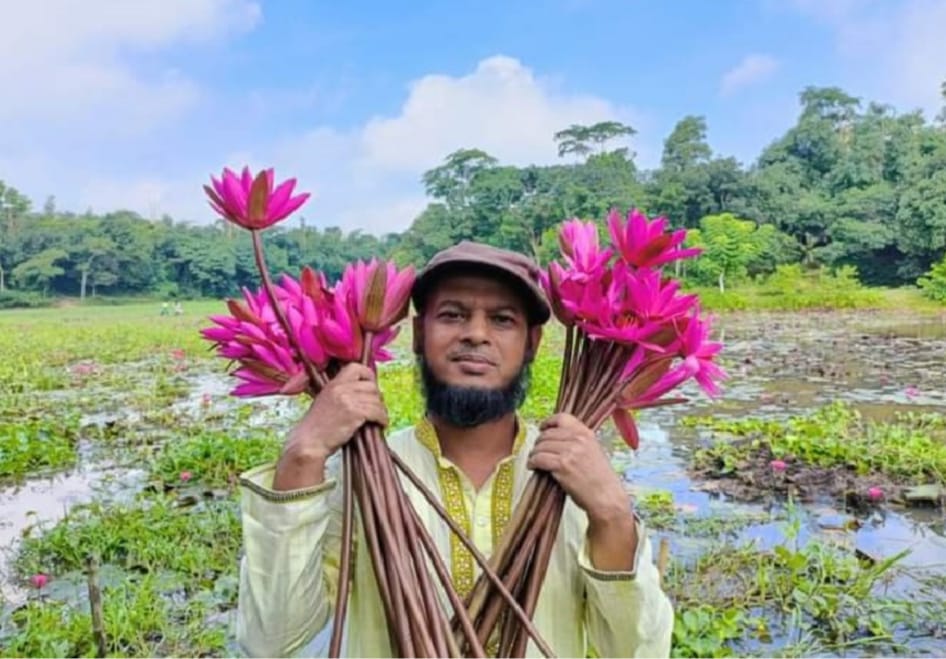 শাপলা বিক্রয় করে সংসার চালায় ৩শ পরিবার