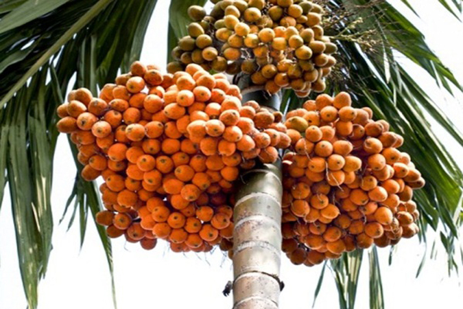 দক্ষিণ-পশ্চিমাঞ্চলের এক হাজার কোটি টাকার সুপারি যাচ্ছে উত্তরাঞ্চলে
