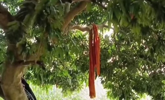 চুয়াডাঙ্গায় এনজিও ঋণের কিস্তির চাপে গৃহবধূর আত্মহত্যা