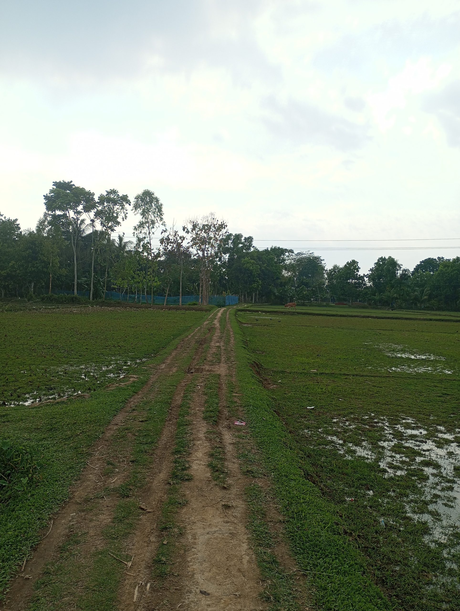মৌলভীবাজারের গিয়াসনগরে ৩০০ ফুট রাস্তার জন্য চরম ভোগান্তিতে দরিয়ারমহলবাসী