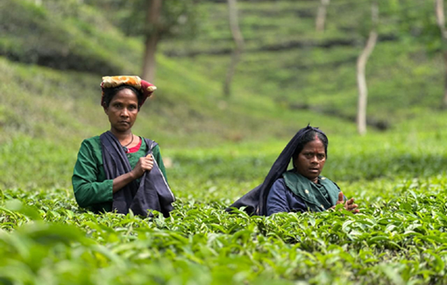 মৌলভীবাজারে অপেক্ষার শেষ হলো এক বৃষ্টিভেজা সকালে