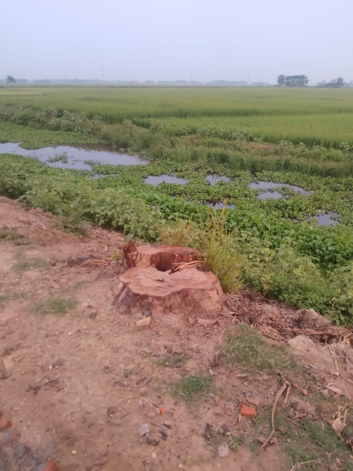 রাজনগরে রাতের আঁধারে সাবাড় হচ্ছে সরকারি গাছ: প্রশাসনের নীরবতায় ক্ষুব্ধ এলাকাবাসী