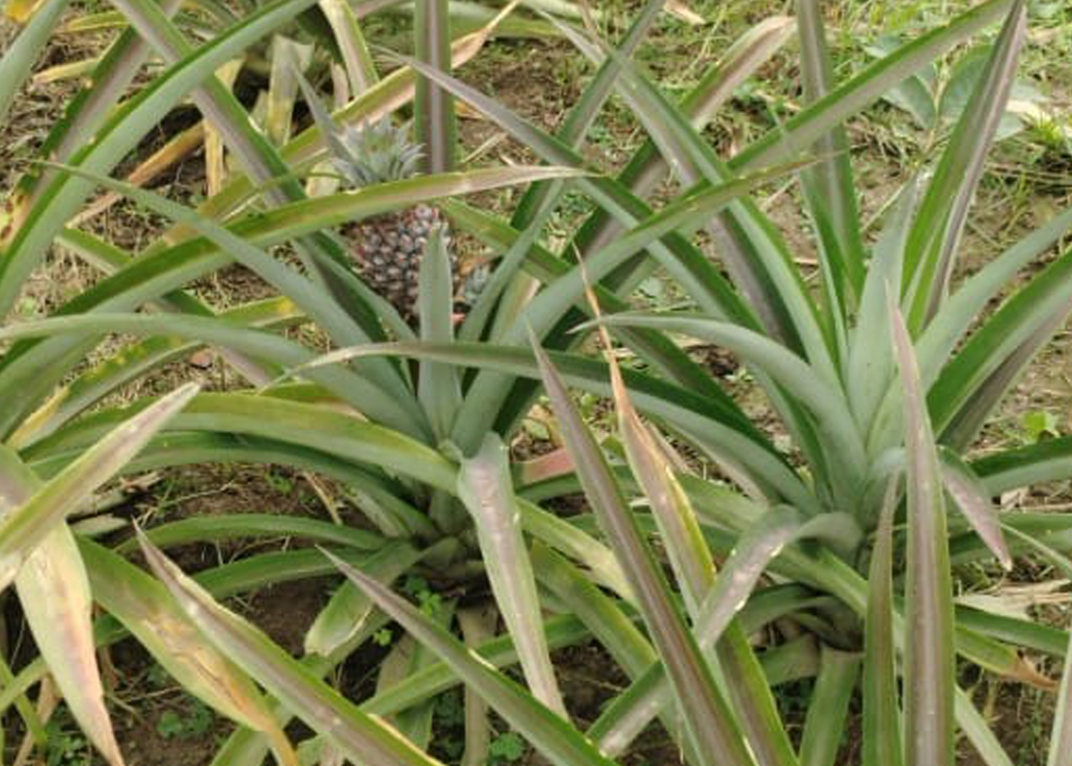 আমের জেলায় নতুন সম্ভাবনা: চাঁপাইনবাবগঞ্জে ‘এমডি-২’ আনারস চাষে সাফল্য