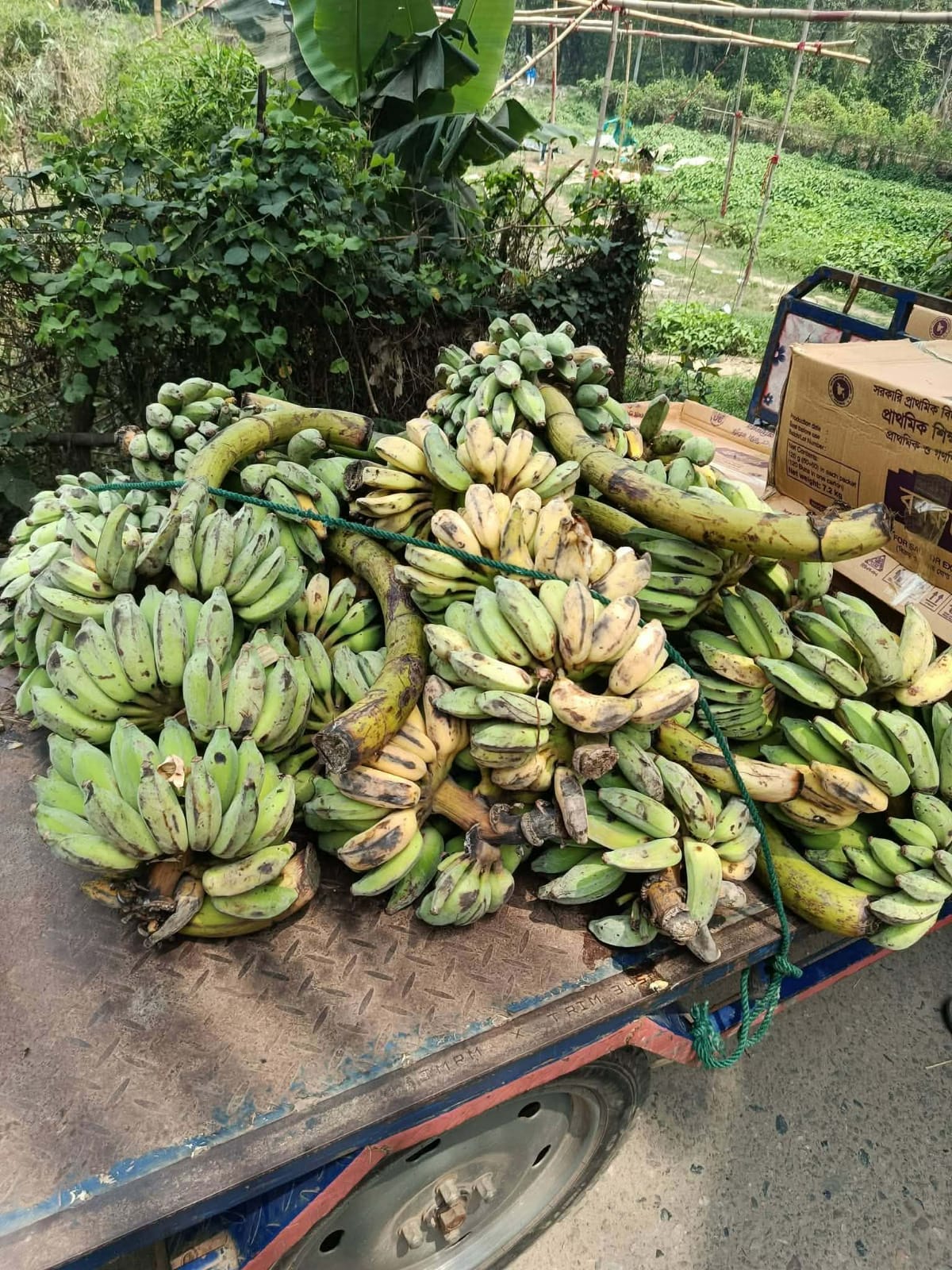 উদ্বোধনের পর ৩দিনেও হযবরল অবস্থা/ আনোয়ারায় স্কুল ফিডিংয়ে কাঁচা ও পঁচা কলা সরবরাহের অভিযোগ ঠিকাদারি প্রতিষ্ঠানের বিরুদ্ধে