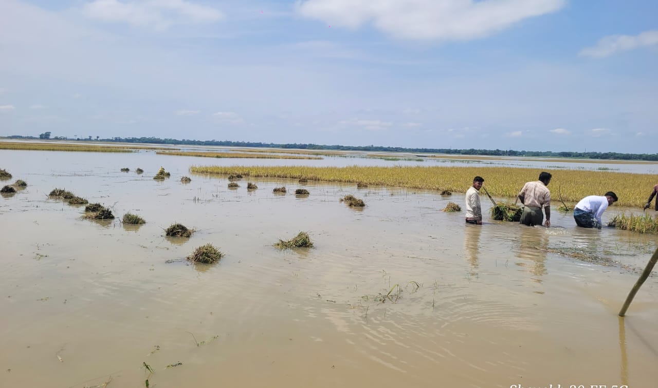 মৌলভীবাজারে পাউবোর গাফিলতি রাজনগরে কাউয়াদীঘি হাওরের দুই হাজার হেক্টর পাকা ধান তলিয়ে গেছে