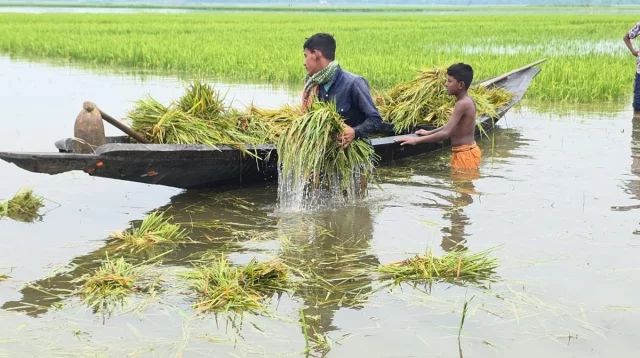 মৌলভীবাজারের হাওরে কৃষকের ‘অশ্রু’ মেশা পচা ধান : আহার এখন পানির নিচে