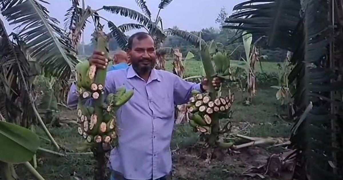 চুয়াডাঙ্গায় দুর্বৃত্তদের হামলায় কৃষকের কলাবাগান তছনছ