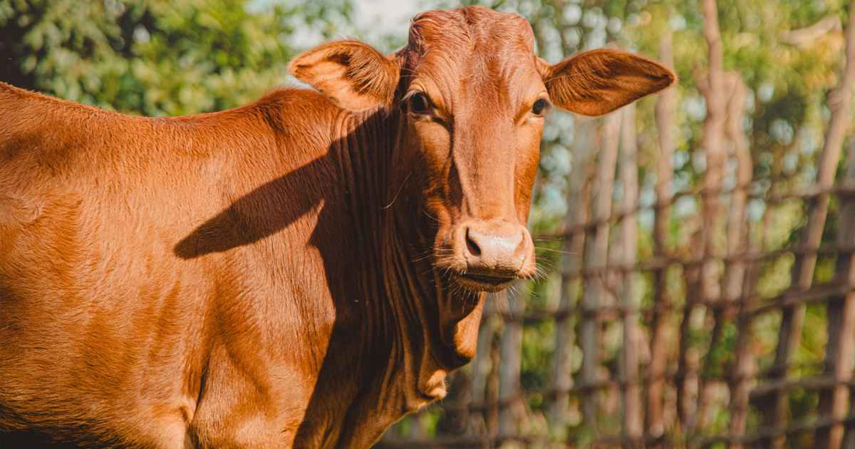কোরবানির পশু কেনার সময় যে বিষয় খেয়াল রাখা আবশ্যক