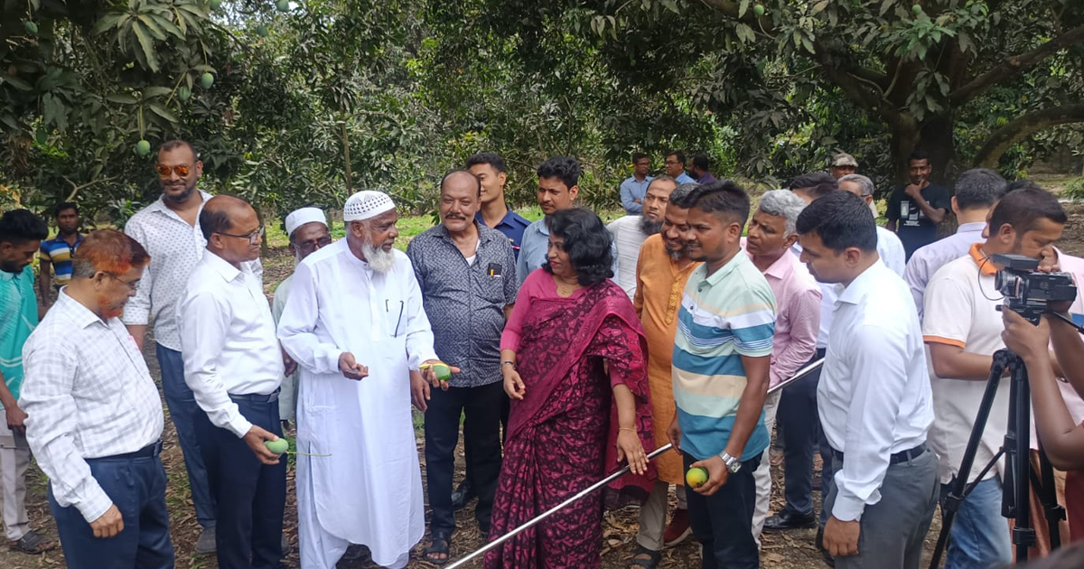 চুয়াডাঙ্গায় আম সংগ্রহের আনুষ্ঠানিক উদ্বোধন