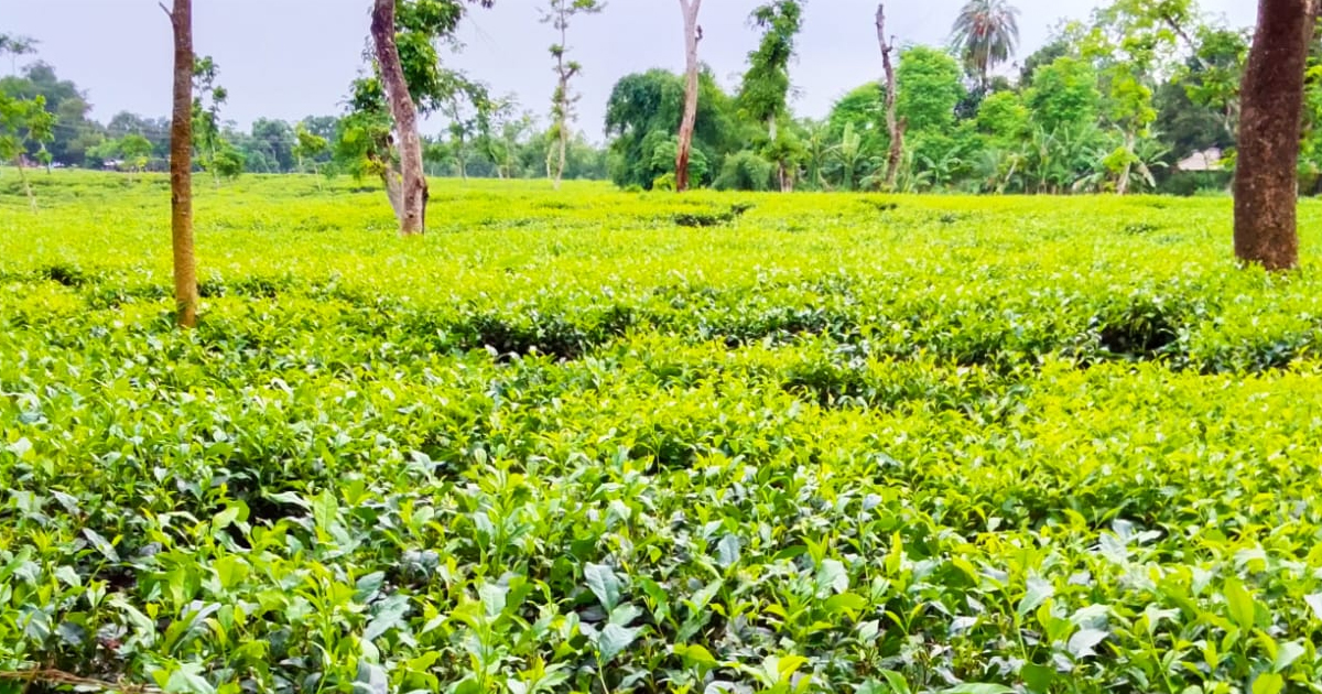 চা উৎপাদনে গুরুত্বপূর্ণ অবদান রাখছে হবিগঞ্জের বাগানগুলো