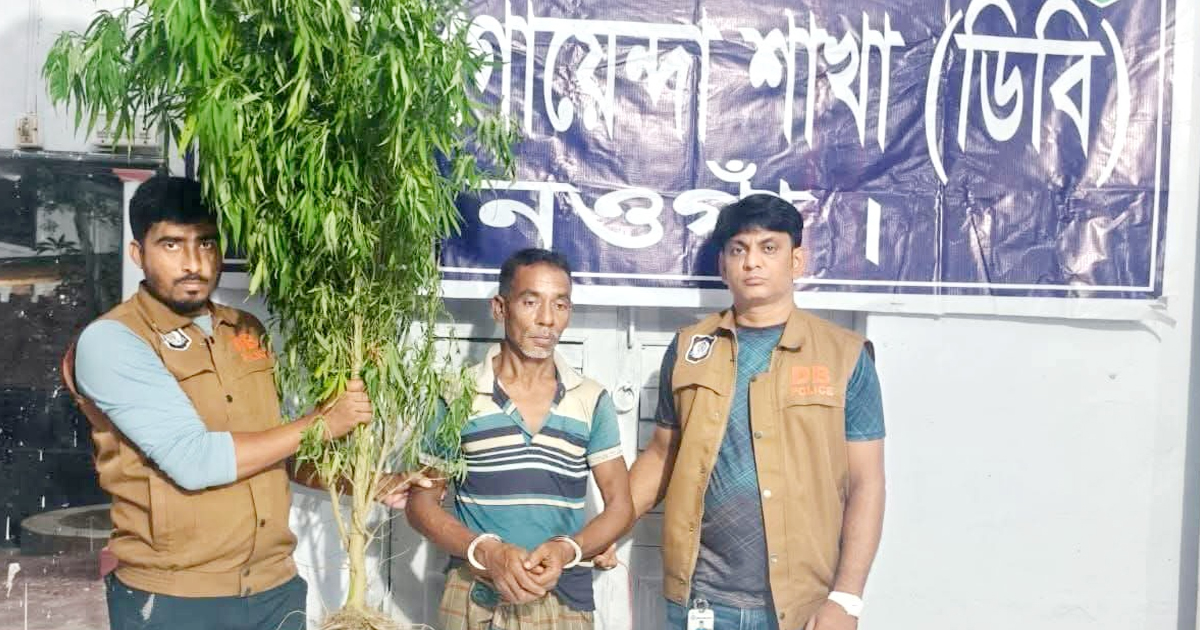 নওগাঁর কচুক্ষেতে গোপনে গাঁ.জা.র চাষ করার অভিযোগে আটক ১