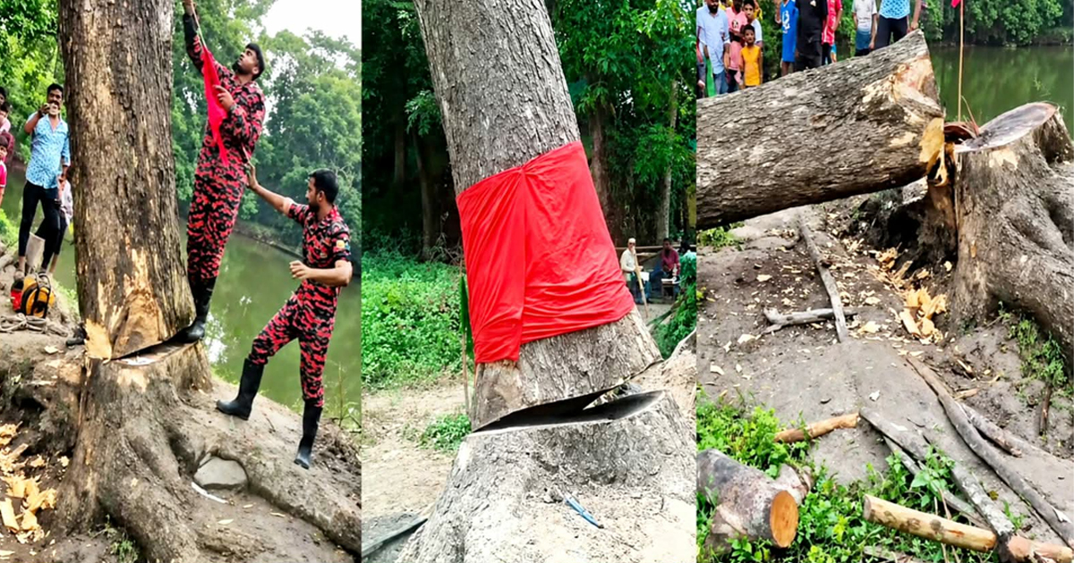 ব্রাহ্মণবাড়িয়ার আলোচিত গাছটি অবশেষে আপসারণ করল প্রশাসন