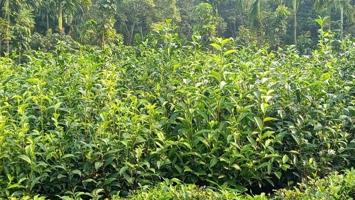 পঞ্চগড়ে শিক্ষকের চা বাগানে বাধা, প্রাণনাশের হুমকির অভিযোগ