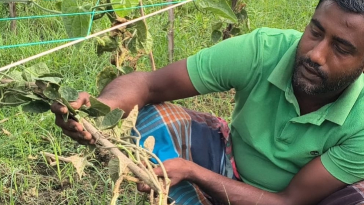 চুয়াডাঙ্গায় রাতের আঁধারে পটল ক্ষেতের সব গাছ উপড়ে ফেলল দুর্বৃত্তরা, দিশেহারা কৃষক