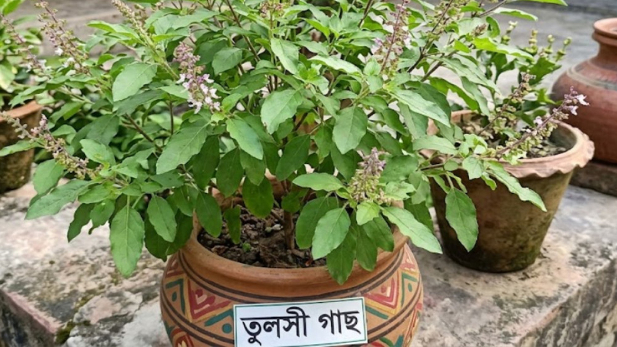 মৌসুমি অ্যালার্জিতে তুলসী ড্রপ
