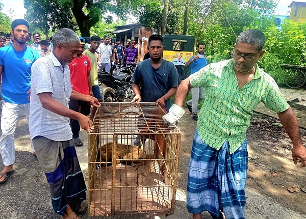মৌলভীবাজারের শ্রীমঙ্গলে বিদ্যুৎস্পৃষ্টে হয়ে আহত উল্টোলেজি বানর উদ্ধার