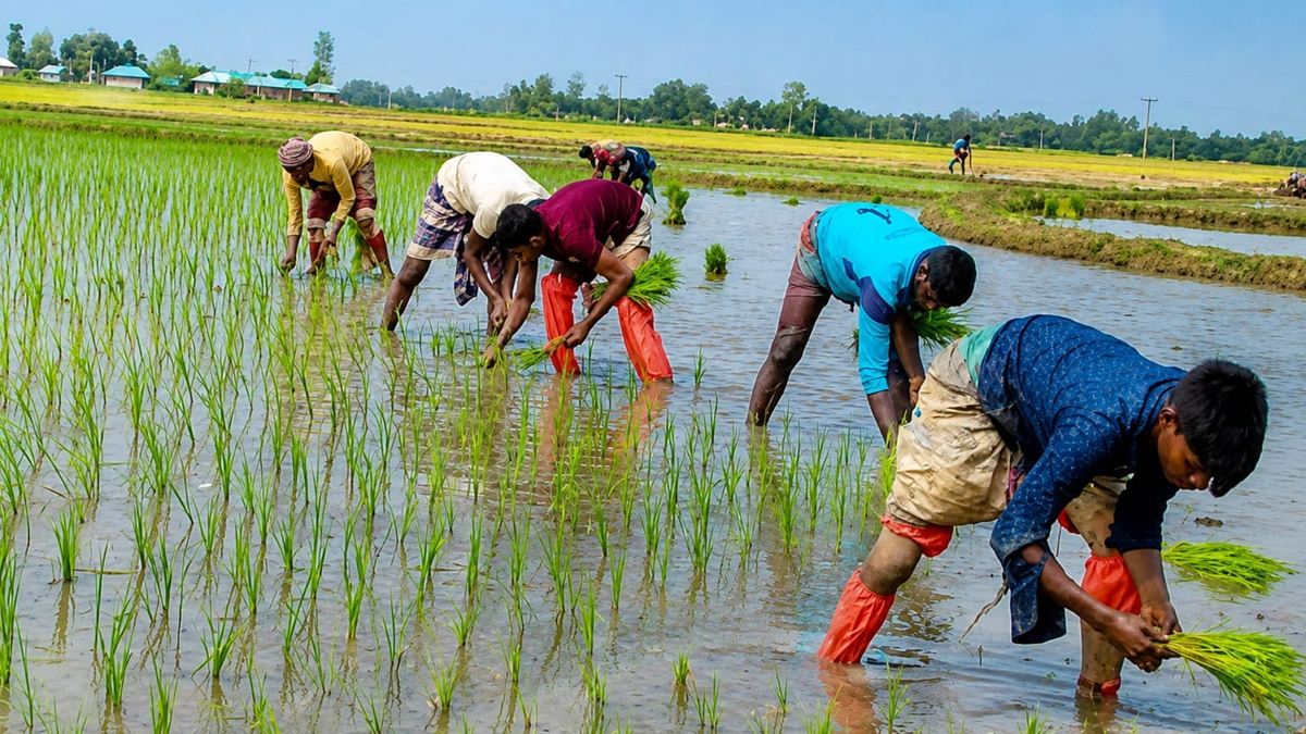 চুয়াডাঙ্গায় আমন রোপণে ব্যস্ত সময় পার করছেন কৃষকরা, ক্ষতি কাটিয়ে ঘুরে দাঁড়ানোর স্বপ্ন
