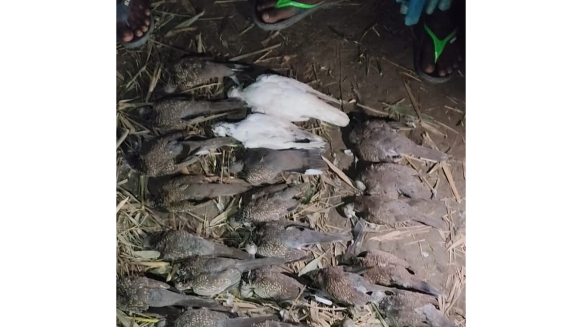 দামুড়হুদায় বিষমিশ্রিত ধান খেয়ে প্রায় ৫০০ পাখির মৃত্যু