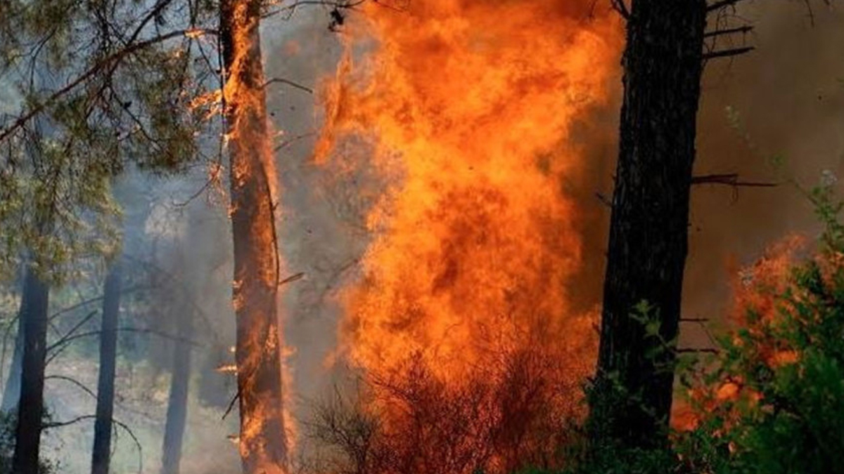 জলবায়ু পরিবর্তনে কানাডার দাবানলের ঝুঁকি দ্বিগুণ বেড়েছে: গবেষণা
