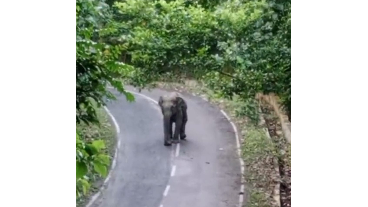 কাপ্তাই-রাঙামাটি সড়কে সাড়ে তিন ঘণ্টা বন্যহাতির অবস্থান