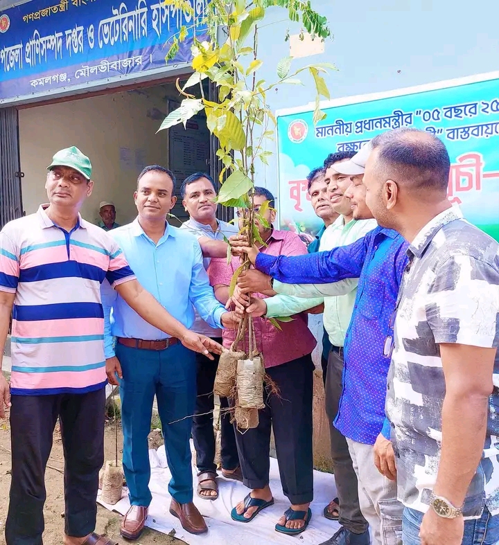 কমলগঞ্জে ৪২ জন খামারির মাঝে ৫টি করে চারা বিতরণ