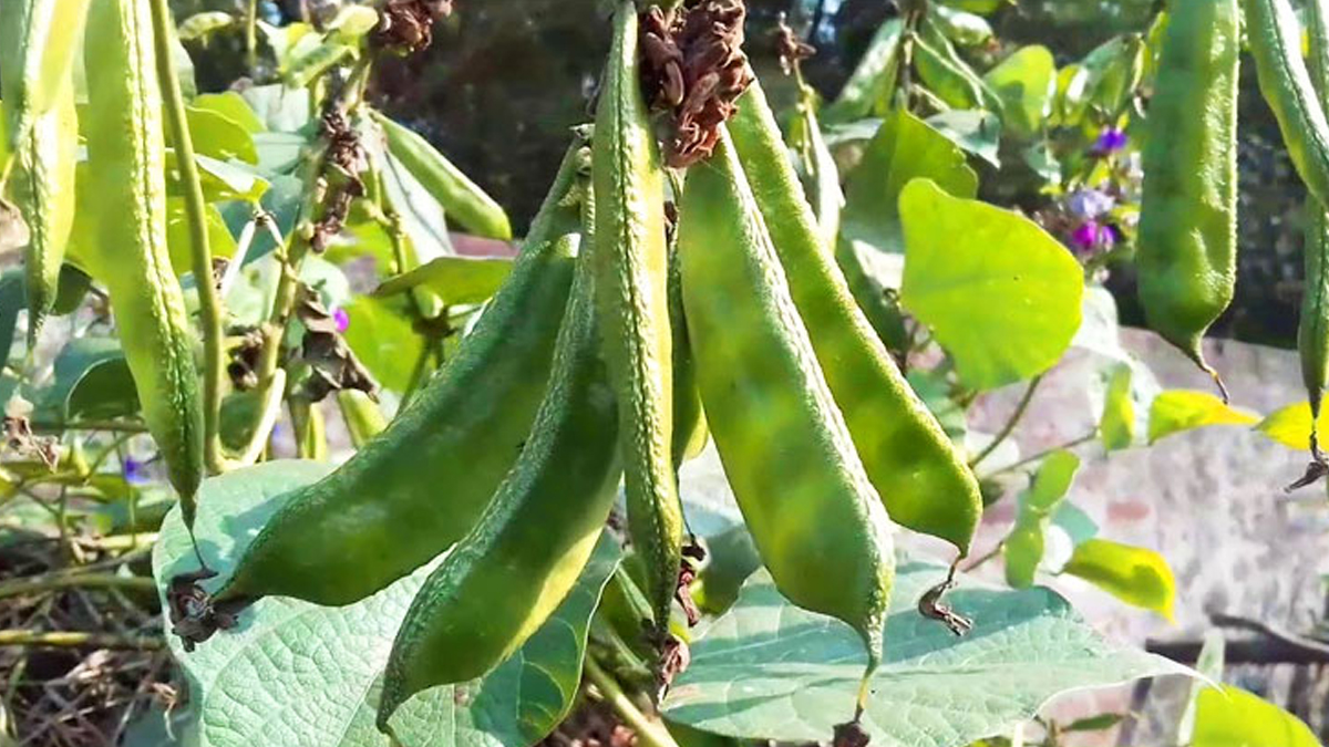 পঞ্চগড়ে শিমের ভালো ফলনে কৃষকের মুখে হাসি