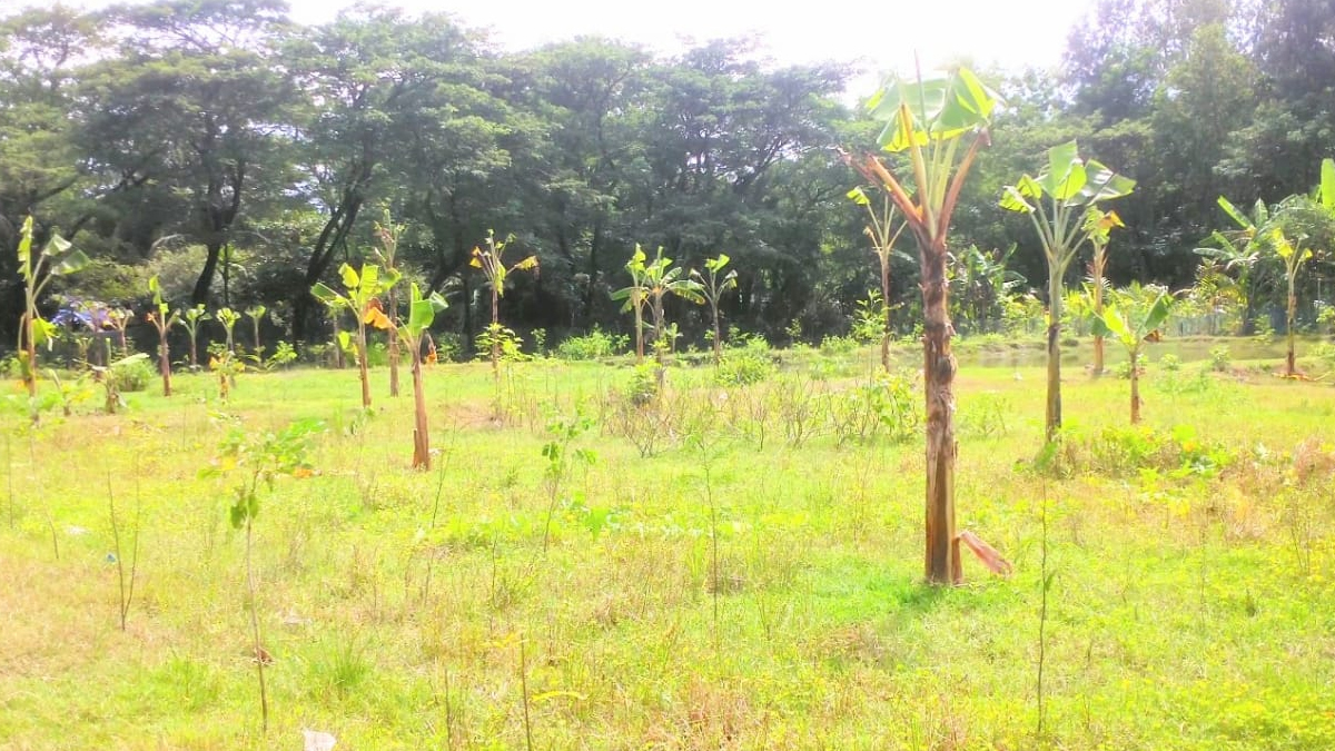 হাতিয়ায় ব্যবসায়ীর বাড়ির চারা গাছ কাটার অভিযোগ