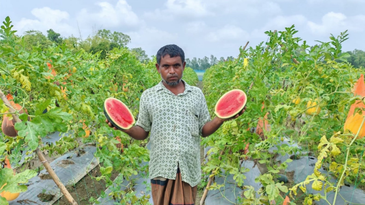 ইউটিউব দেখে মাচায় রঙিন তরমুজ চাষ, ৩ বিঘায় ৯ লাখ টাকার আশা