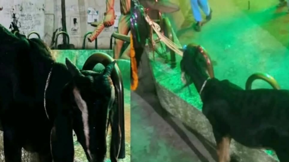 সম্প্রীতির বার্তা দিতে জবিতে গরুর সঙ্গে খাসিও কিনলেন শিক্ষার্থীরা