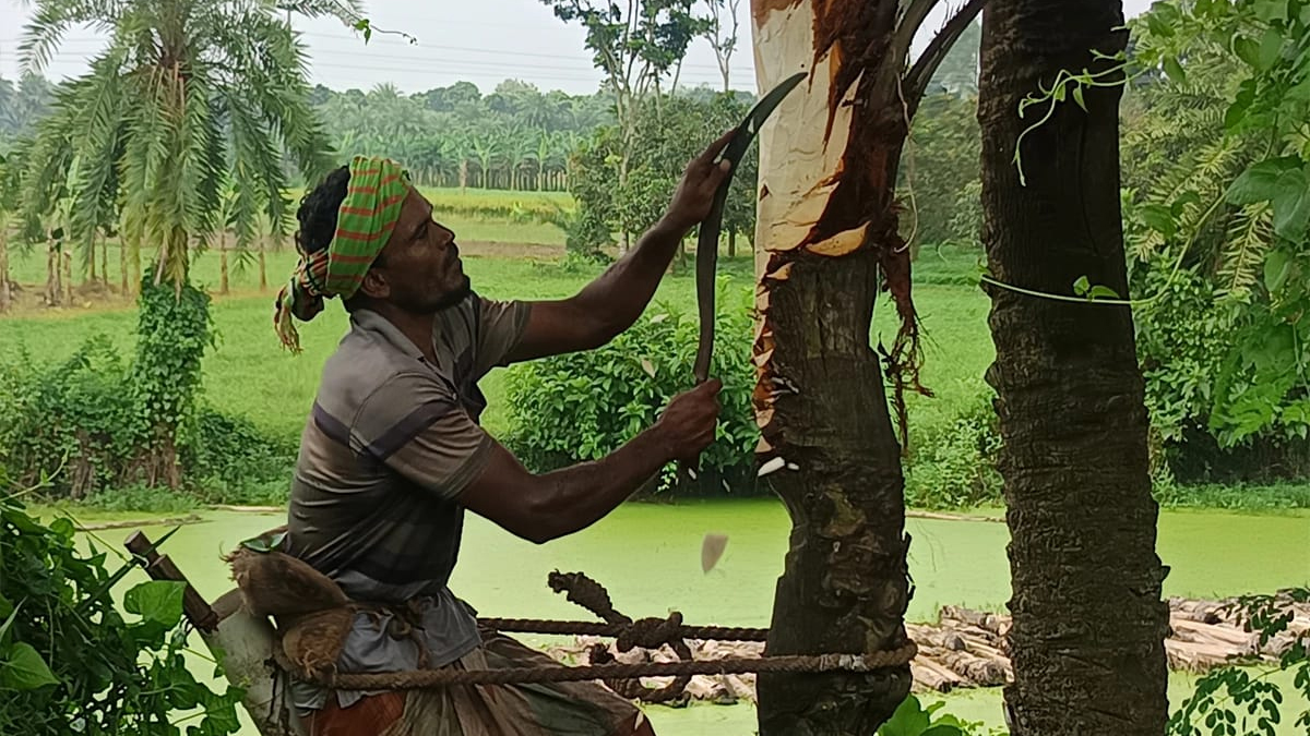 চুয়াডাঙ্গায় খেজুরের রস সংগ্রহের প্রস্তুতিতে গাছ পরিচর্যায় ব্যস্ত গাছিরা